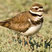 Killdeer